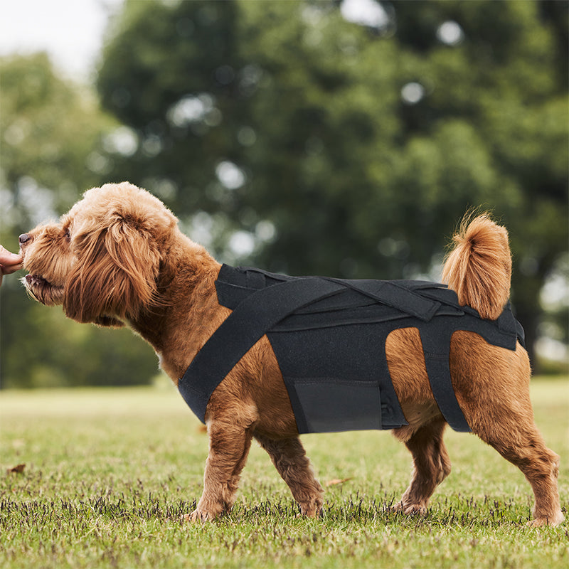 Soporte ortopédico para perros con IVDD, artritis y recuperación